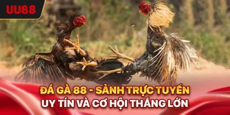 Đá Gà 88 - Sảnh Trực Tuyến Uy Tín Và Cơ Hội Thắng Lớn