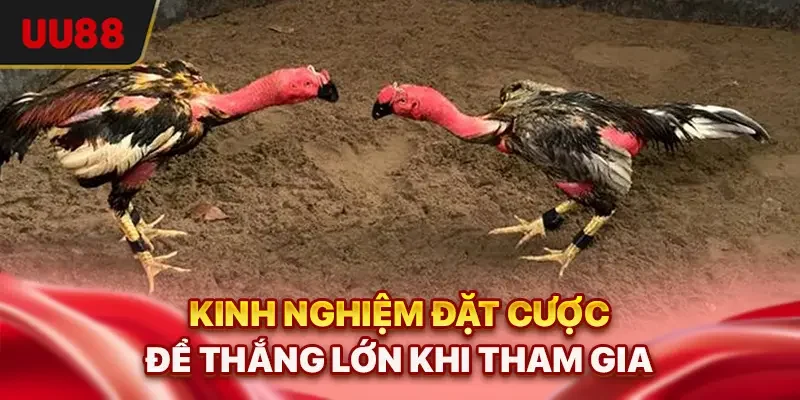 Đá Gà 88 - Sảnh Trực Tuyến Uy Tín Và Cơ Hội Thắng Lớn 3 Kinh nghiệm đặt cược để thắng lớn khi tham gia